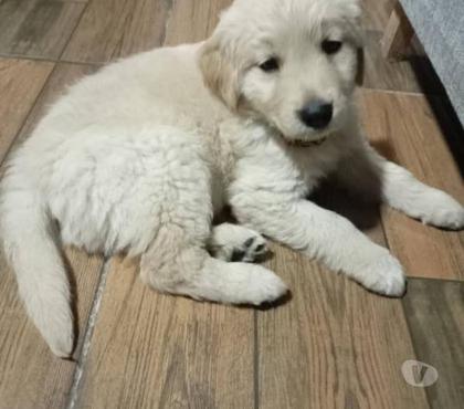 Perros en Venta Santiago Santiago - Fotos de Golden 932805559