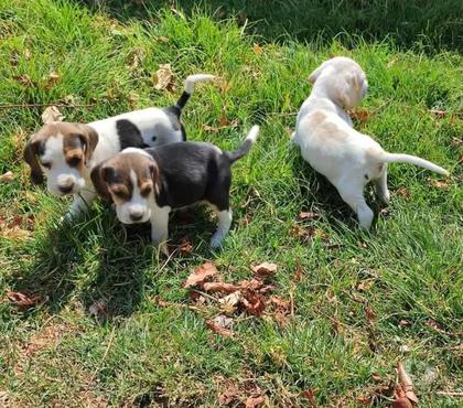 Gatos en Venta Santiago Santiago - Fotos de Beagles 932805559