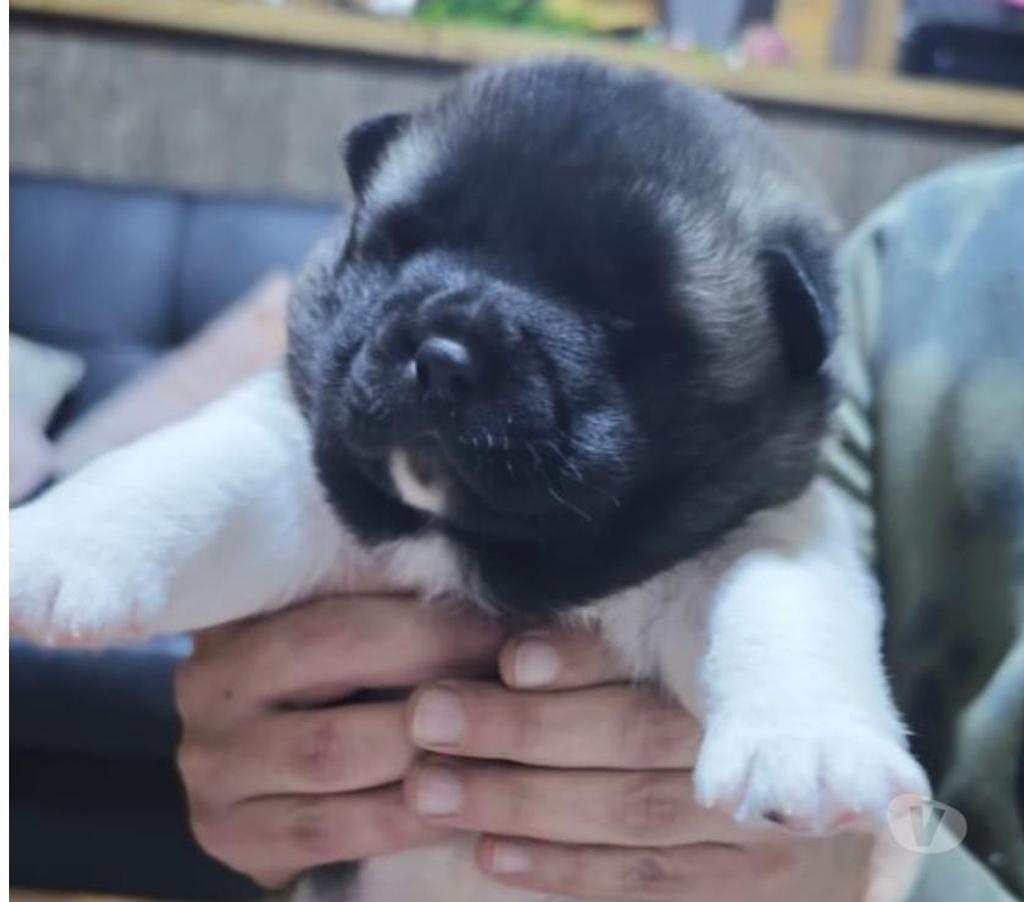 Gatos en Venta Llanquihue Puerto Montt - Fotos de Hermosos cachorros 100% Akita Americano