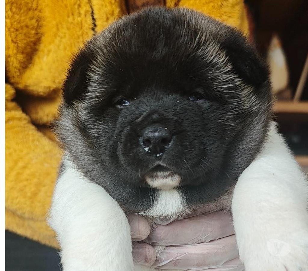 Gatos en Venta Llanquihue Puerto Montt - Fotos de Hermosos cachorros 100% Akita Americano