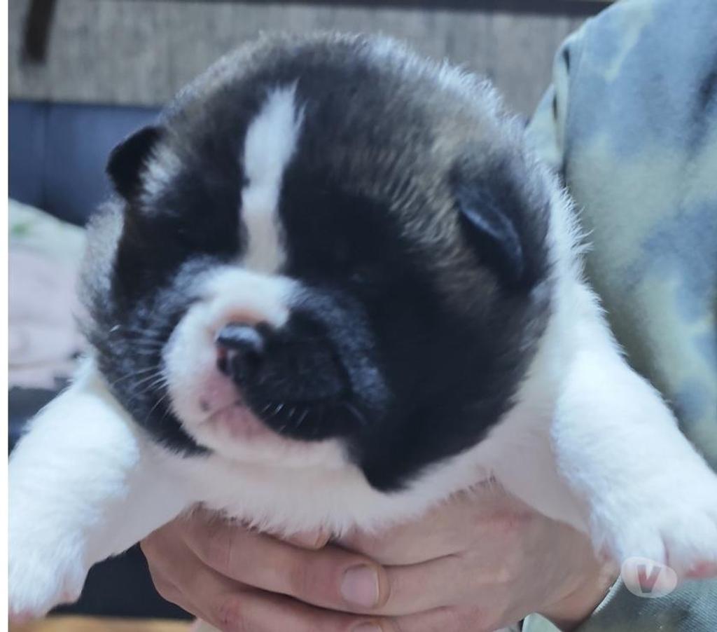 Gatos en Venta Llanquihue Puerto Montt - Fotos de Hermosos cachorros 100% Akita Americano
