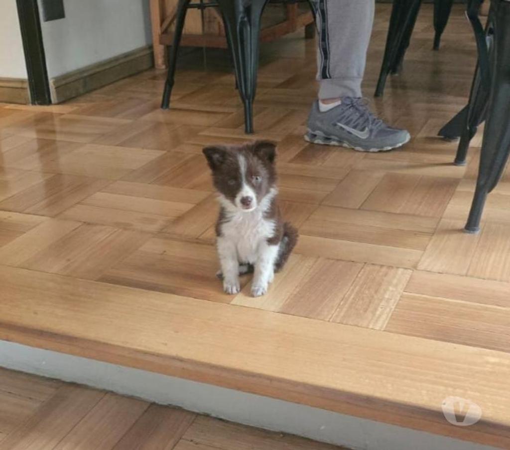 Gatos en Venta Santiago Providencia - Fotos de Border Collie Hembra - Marrón con blanco (380.000)