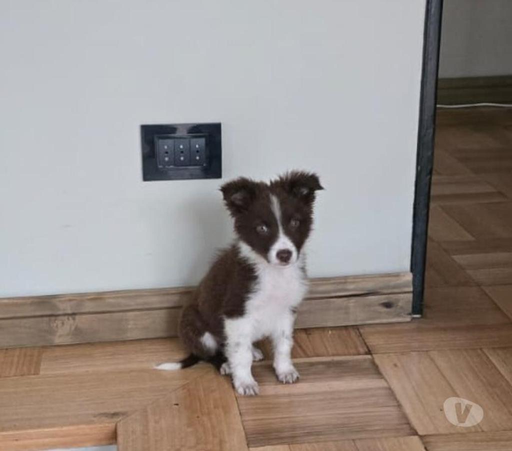 Gatos en Venta Santiago Providencia - Fotos de Border Collie Hembra - Marrón con blanco (380.000)