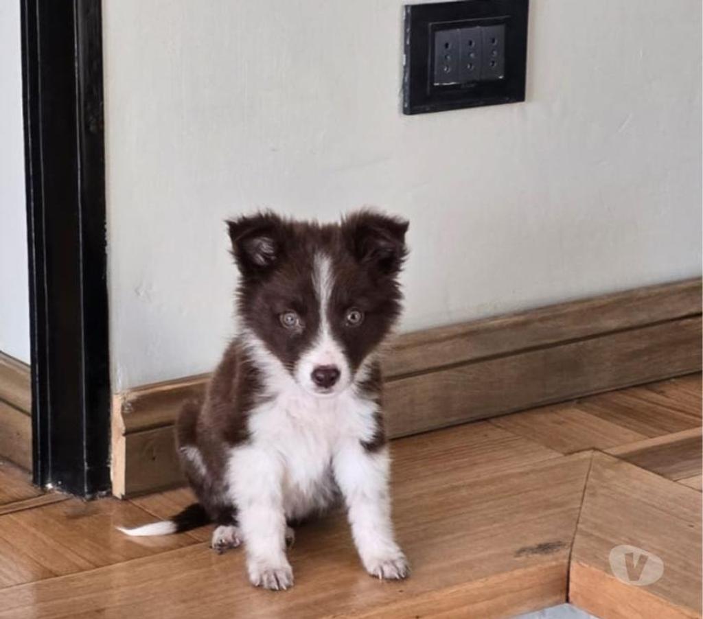 Gatos en Venta Santiago Providencia - Fotos de Border Collie Hembra - Marrón con blanco (380.000)