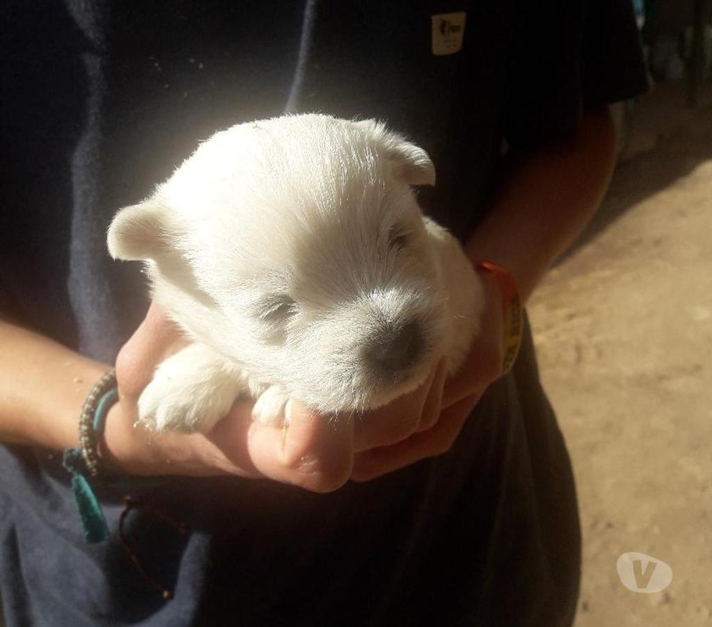 Gatos en Venta Quillota Quillota - Fotos de WEST HIGHLAND WHITE terrier A V I O N y TERRESTRE envio