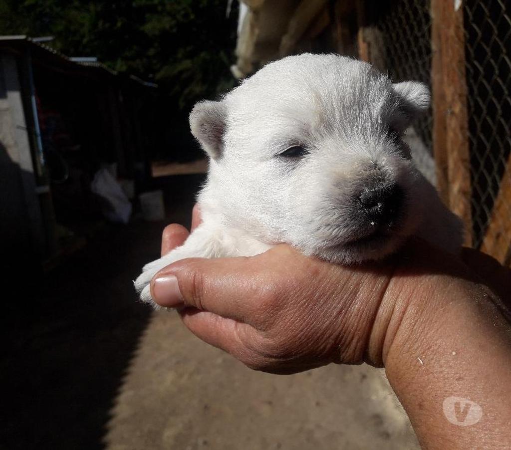 Gatos en Venta Quillota Quillota - Fotos de WEST HIGHLAND WHITE terrier A V I O N y TERRESTRE envio