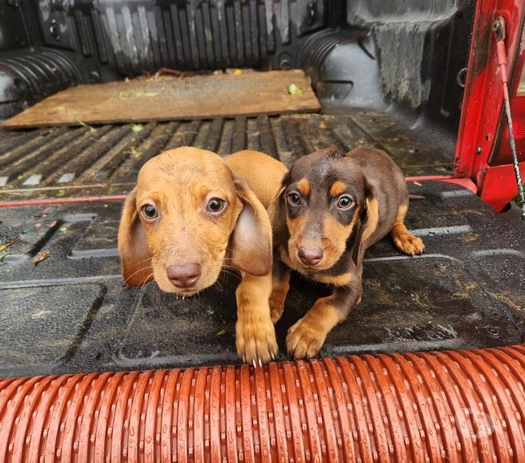 Gatos en Venta Llanquihue Frutillar - Fotos de Salchichas Teckel