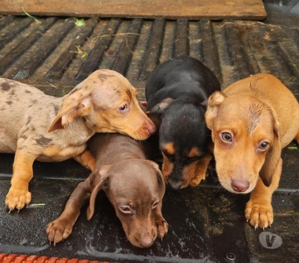 Gatos en Venta Llanquihue Frutillar - Fotos de Salchichas Teckel