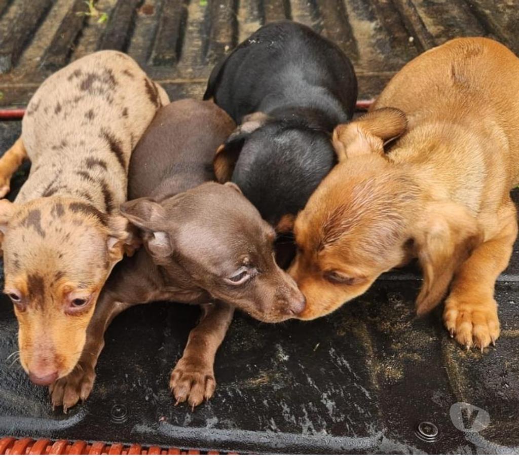 Gatos en Venta Llanquihue Frutillar - Fotos de Salchichas Teckel