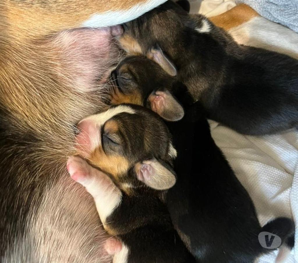 Gatos en Venta Santiago Vitacura - Fotos de Se vende Cachorrito.Beagle