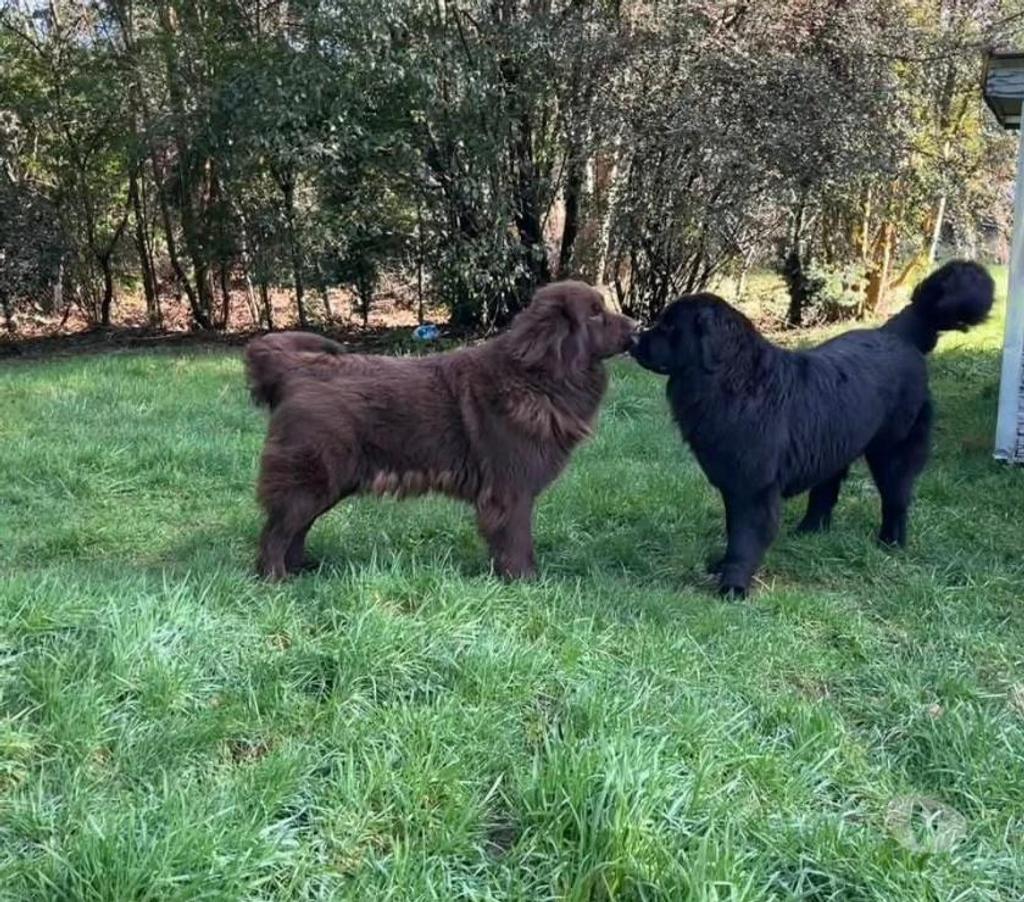 Gatos en Venta Llanquihue Puerto Montt - Fotos de Hermosas cachorras terranova