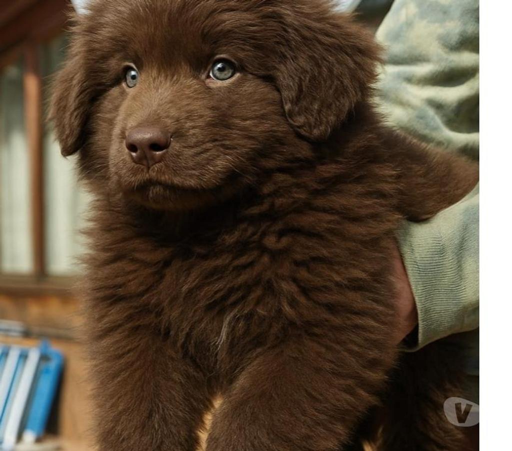 Gatos en Venta Llanquihue Puerto Montt - Fotos de Hermosas cachorras terranova