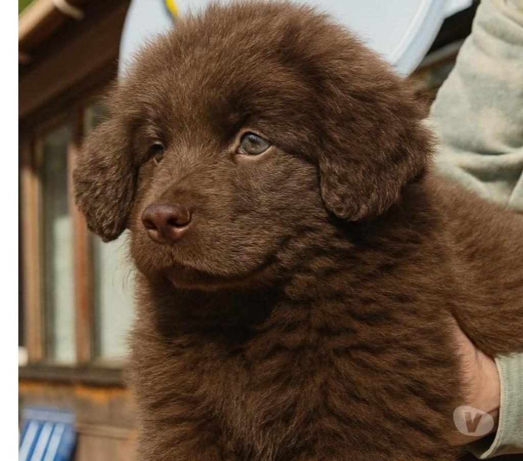 Gatos en Venta Llanquihue Puerto Montt - Fotos de Hermosas cachorras terranova
