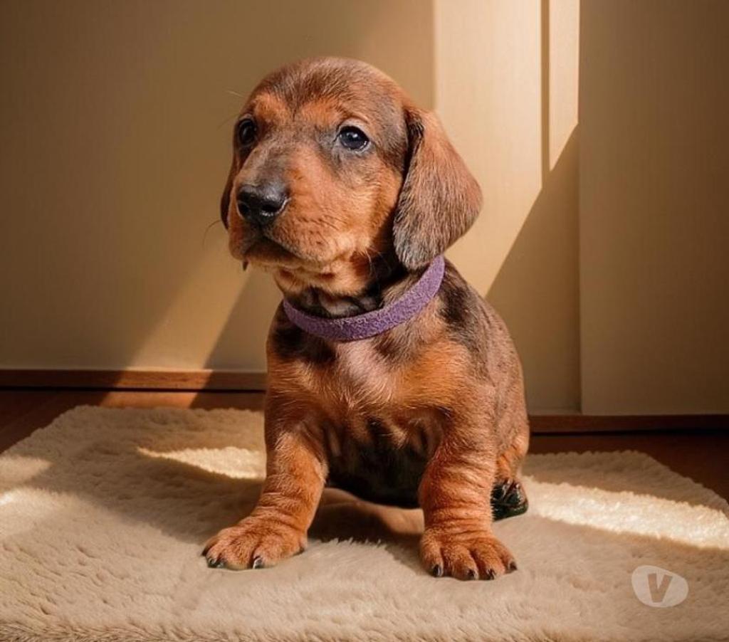 Gatos en Venta Santiago Vitacura - Fotos de Cachorros Salchicha (Dachshund)