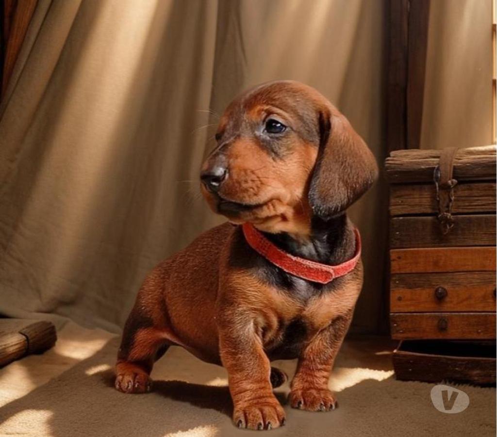 Gatos en Venta Santiago Vitacura - Fotos de Cachorros Salchicha (Dachshund)