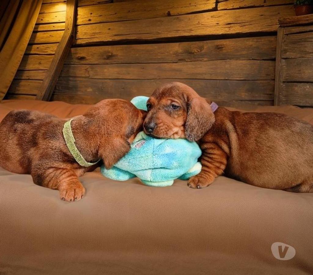 Gatos en Venta Santiago Vitacura - Fotos de Cachorros Salchicha (Dachshund)