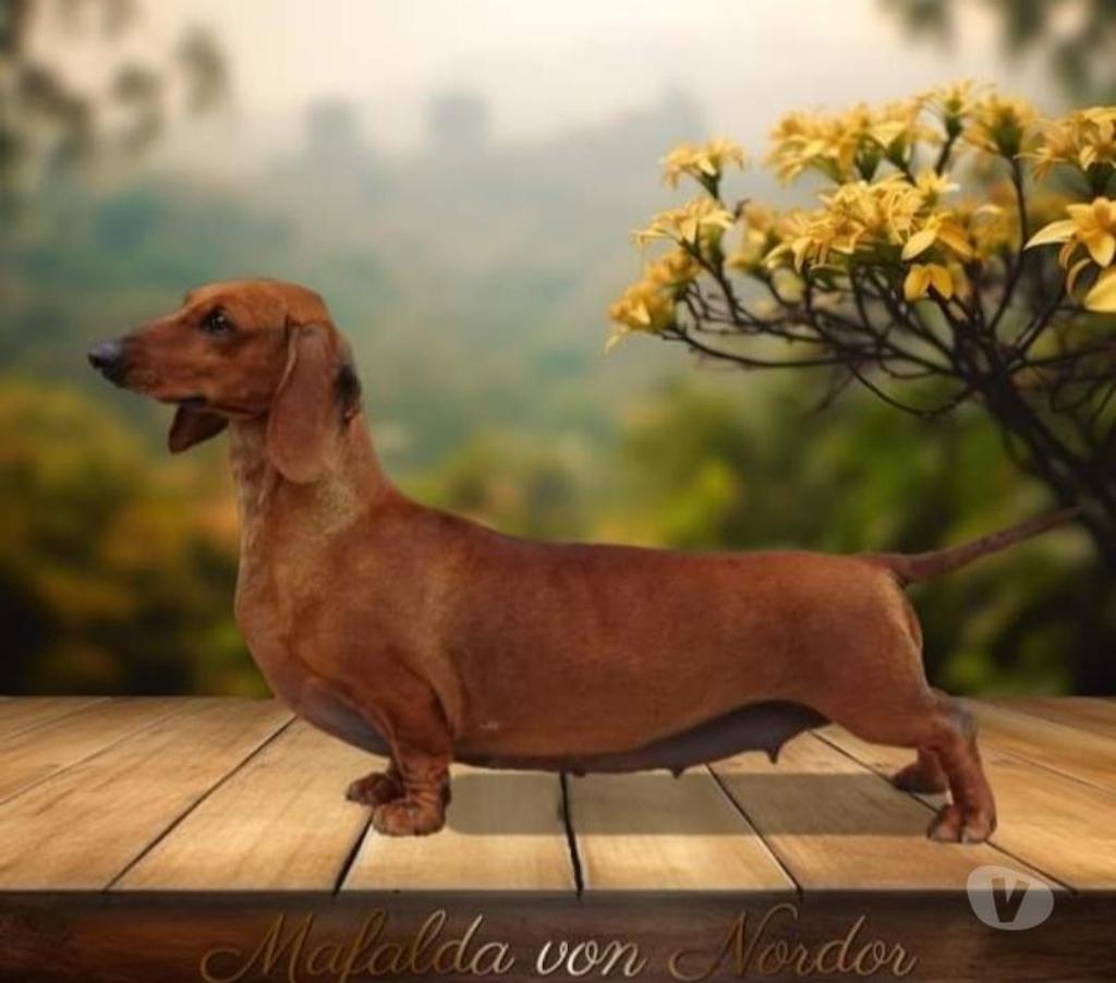 Gatos en Venta Santiago Vitacura - Fotos de Cachorros Salchicha (Dachshund)