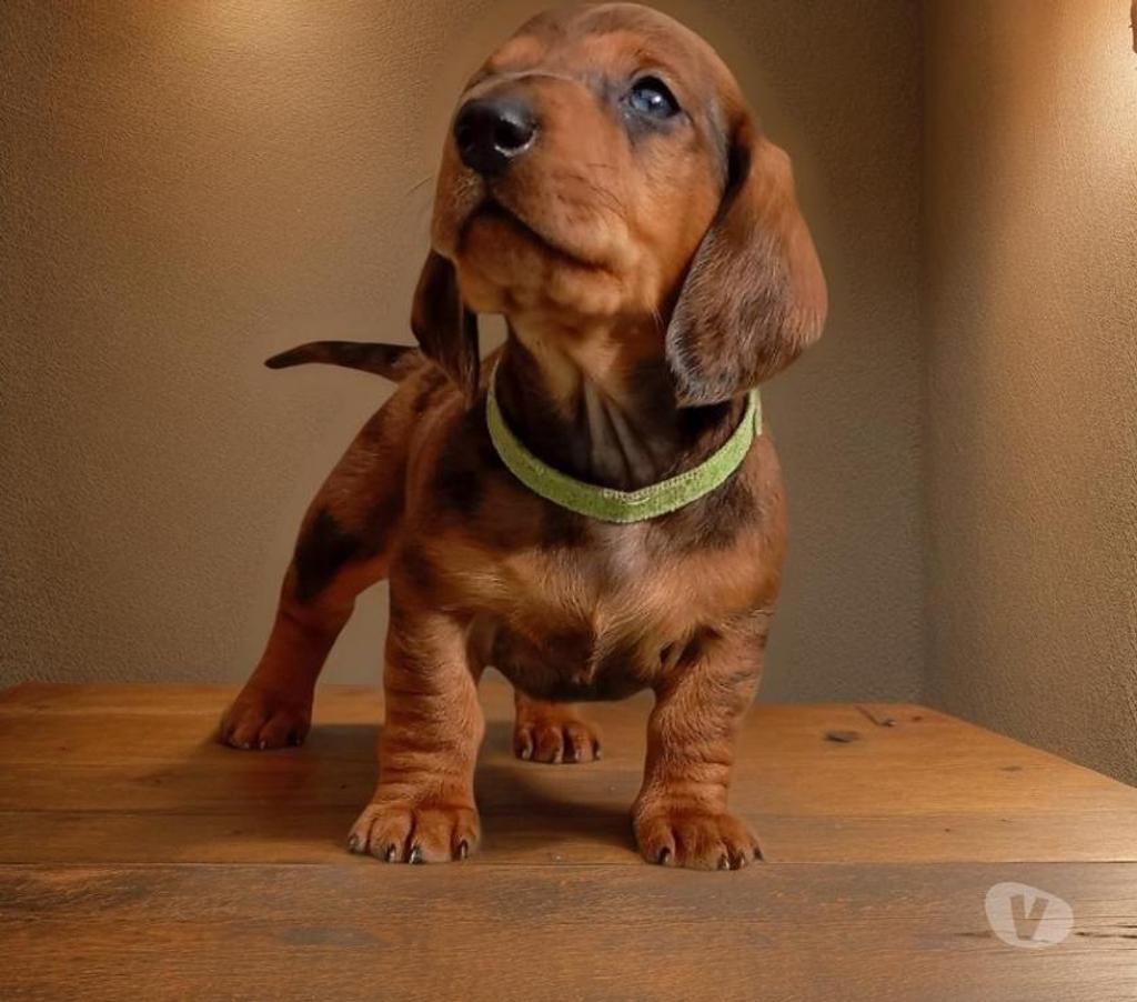 Gatos en Venta Santiago Vitacura - Fotos de Cachorros Salchicha (Dachshund)