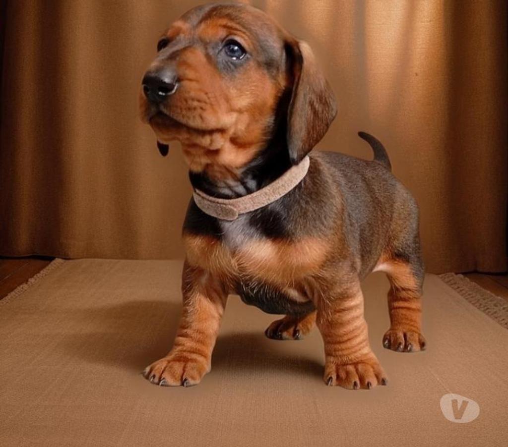 Gatos en Venta Santiago Vitacura - Fotos de Cachorros Salchicha (Dachshund)