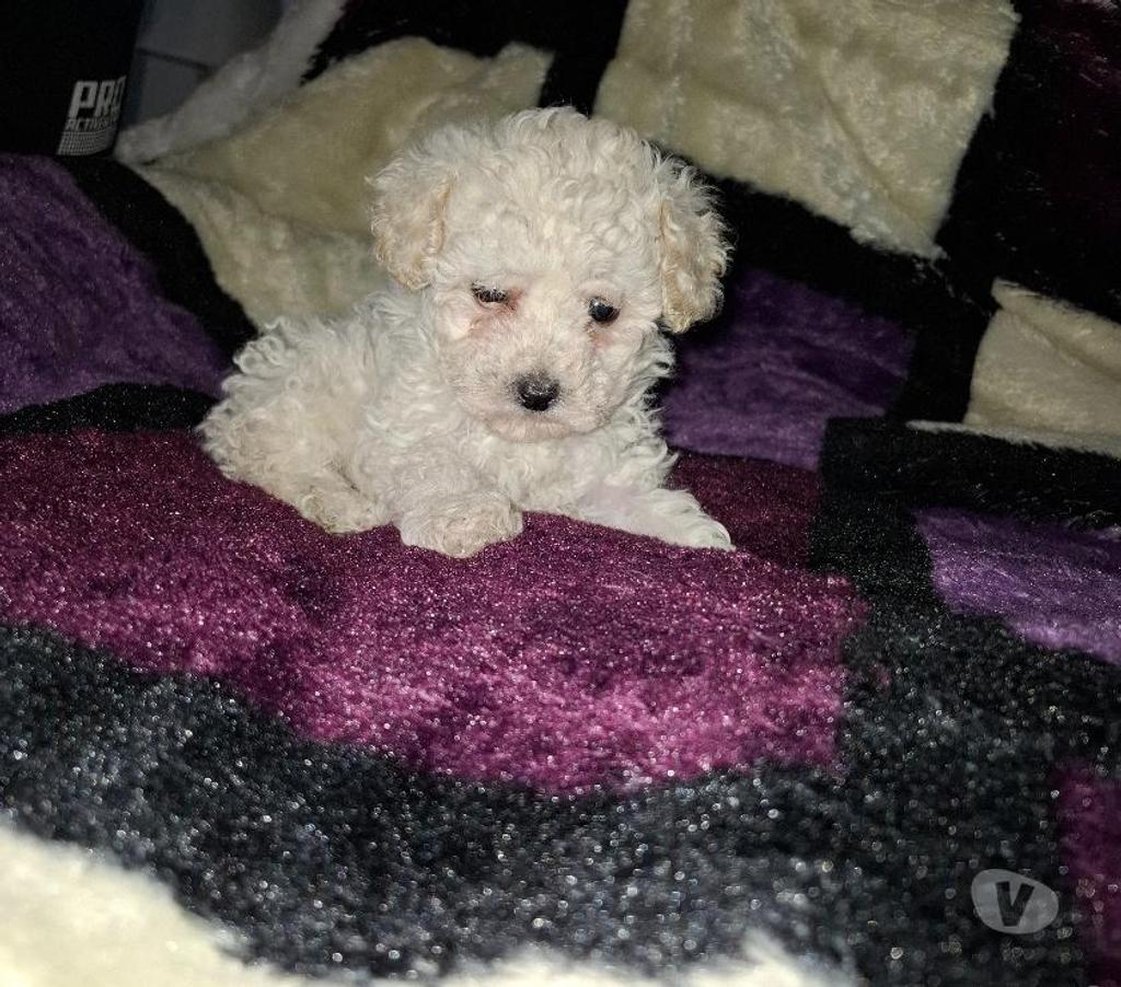 Gatos en Venta Santiago Santiago - Fotos de Hermosos poodles toy