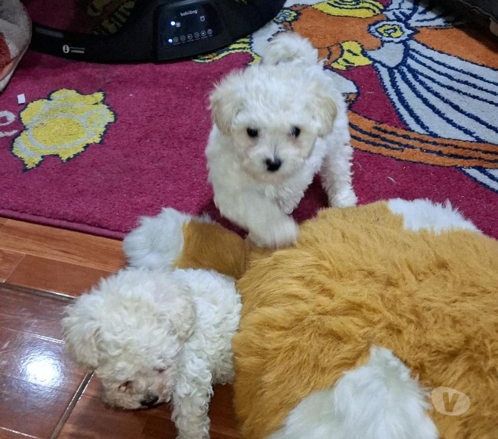 Gatos en Venta Santiago Santiago - Fotos de Hermosos poodles toy