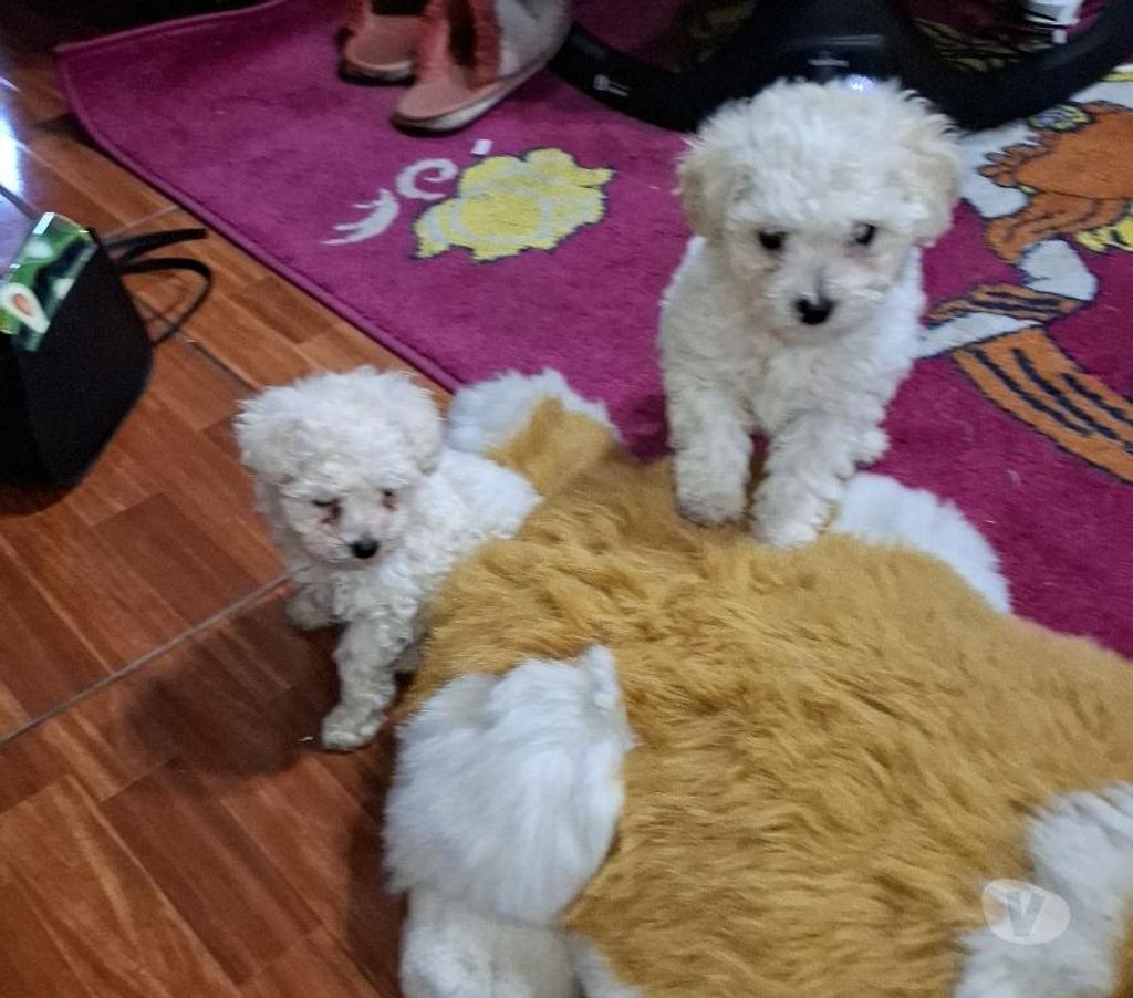Gatos en Venta Santiago Santiago - Fotos de Hermosos poodles toy