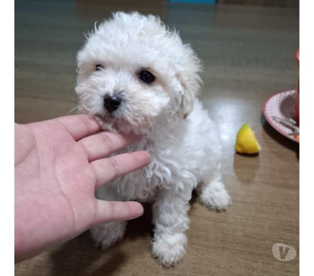 Gatos en Venta Santiago Santiago - Fotos de Hermosos poodles toy