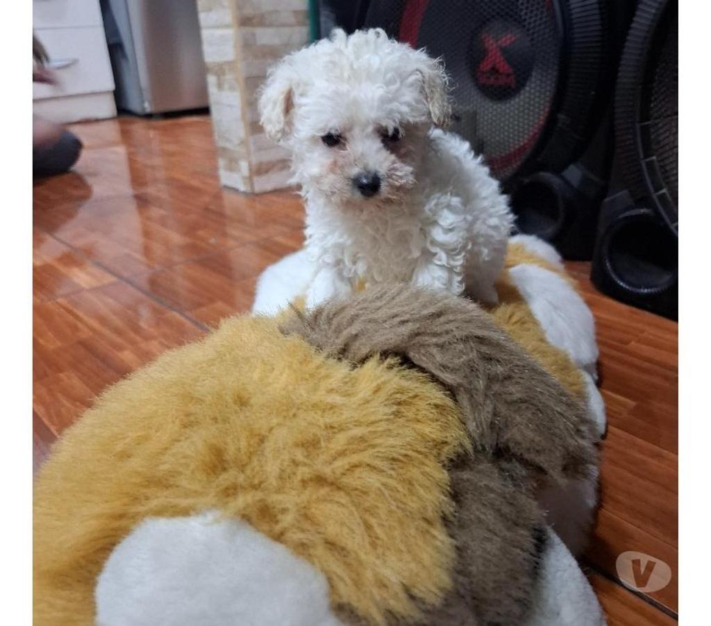 Gatos en Venta Santiago Santiago - Fotos de Hermosos poodles toy