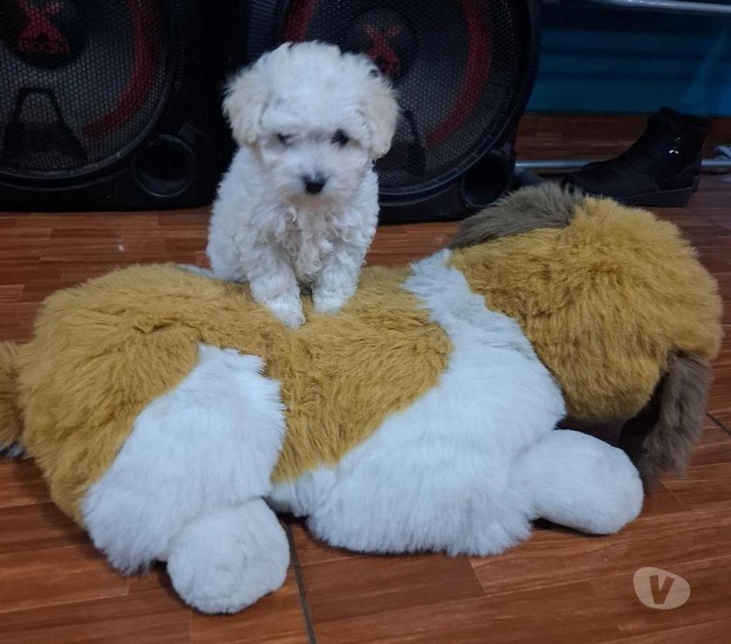 Gatos en Venta Santiago Santiago - Fotos de Hermosos poodles toy