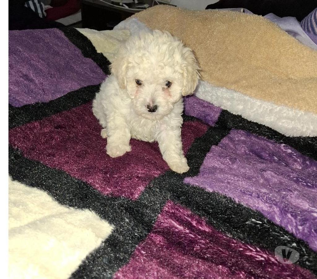 Gatos en Venta Santiago Santiago - Fotos de Hermosos poodles toy