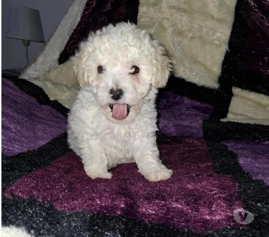 Gatos en Venta Santiago Santiago - Fotos de Hermosos poodles toy