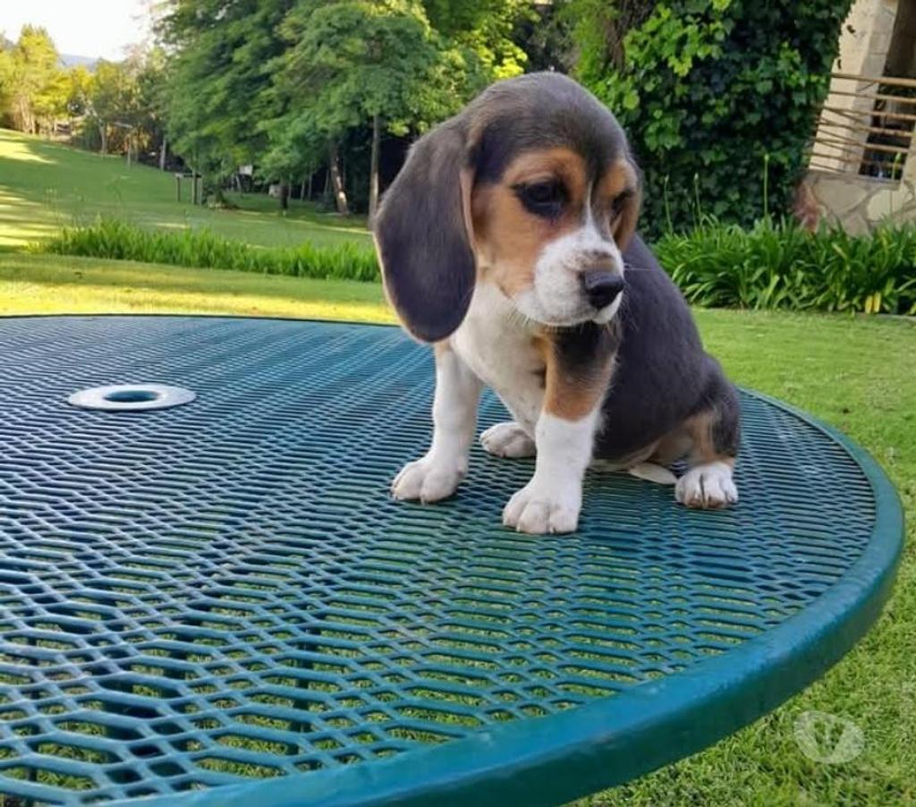 Gatos en Venta Cachapoal Rancagua - Fotos de Beagles vacunados