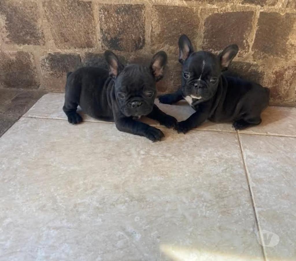 Gatos en Venta Valdivia Valdivia - Fotos de Bulldog francés bellos
