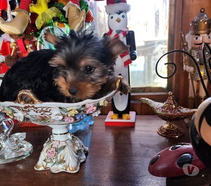 Venta de Mascotas San Miguel Santiago - Fotos de Yorkshires machitos,mini