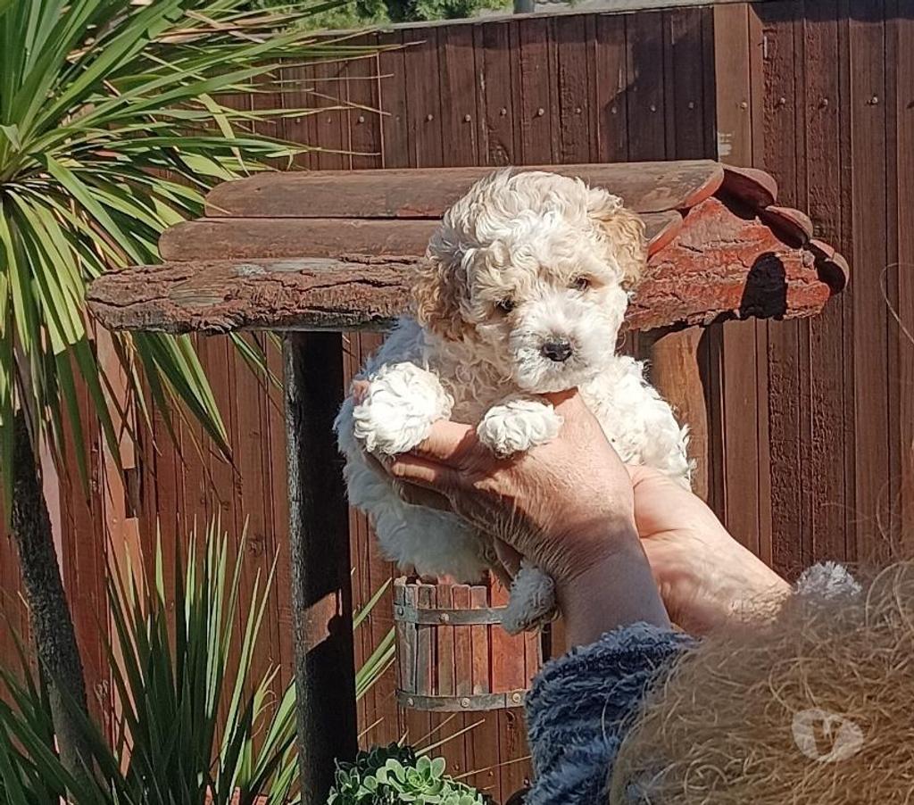 Gatos en Venta Valparaíso Villa Alemana - Fotos de Bellísimos cachorritos Poodle Toy