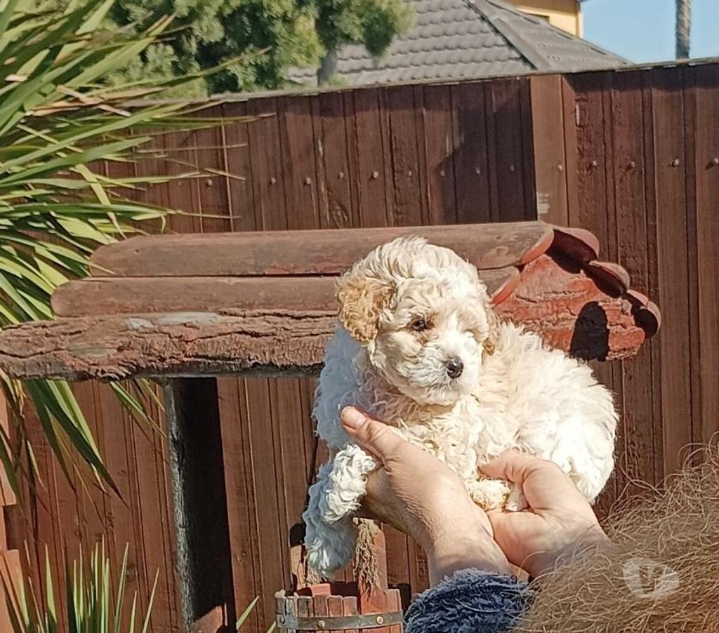 Gatos en Venta Valparaíso Villa Alemana - Fotos de Bellísimos cachorritos Poodle Toy