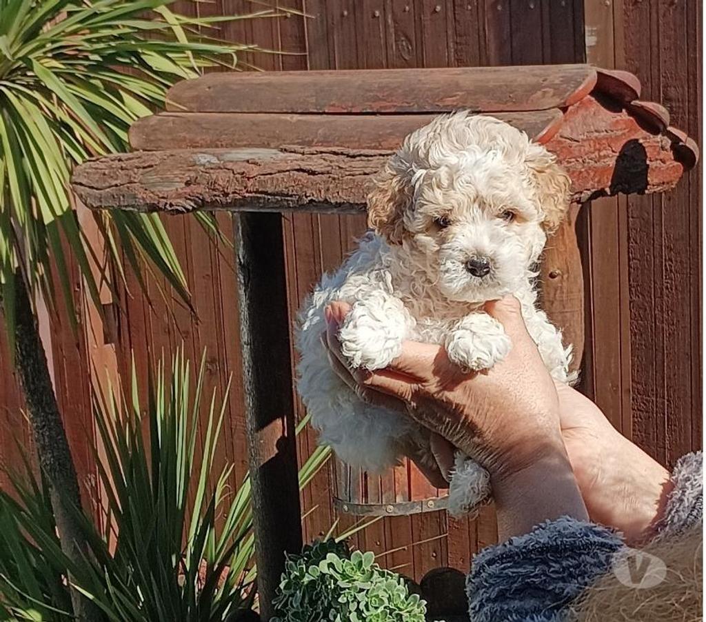 Gatos en Venta Valparaíso Villa Alemana - Fotos de Bellísimos cachorritos Poodle Toy