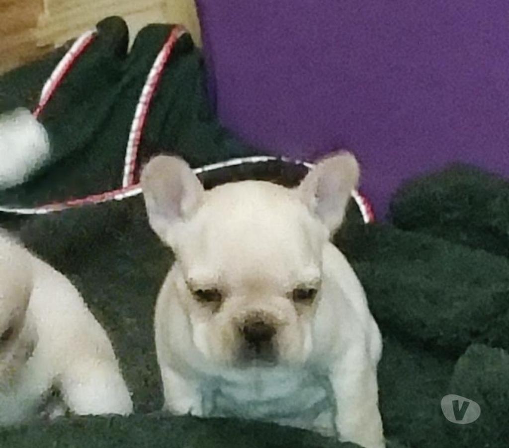 Gatos en Venta Santiago Recoleta - Fotos de Bulldog francés 996378805