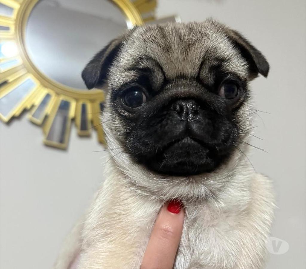 Gatos en Venta Santiago Peñalolén - Fotos de Cachorro raza pug carlino