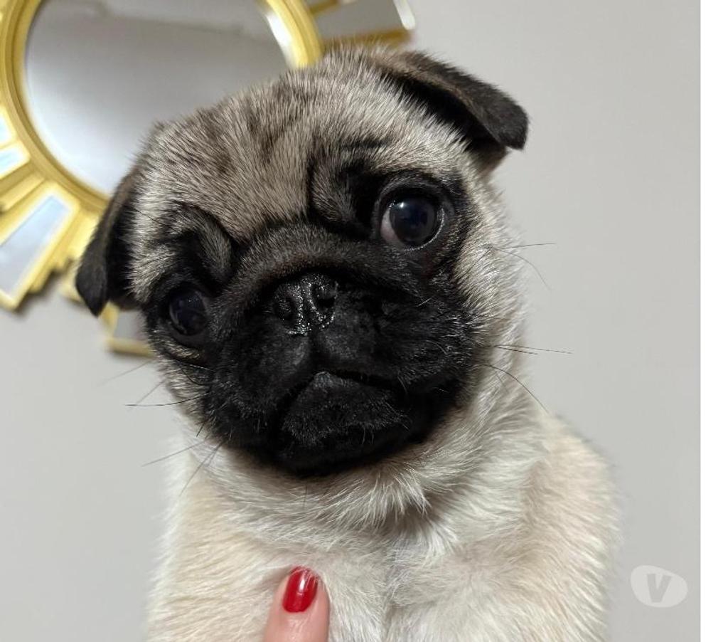 Gatos en Venta Santiago Peñalolén - Fotos de Cachorro raza pug carlino