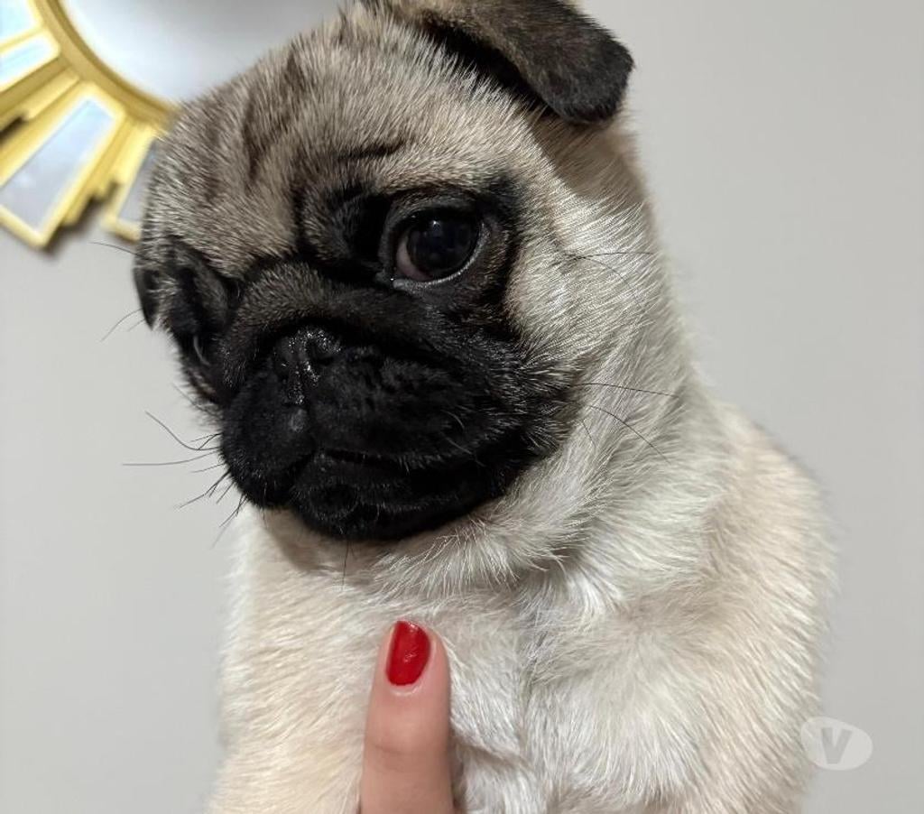 Gatos en Venta Santiago Peñalolén - Fotos de Cachorro raza pug carlino