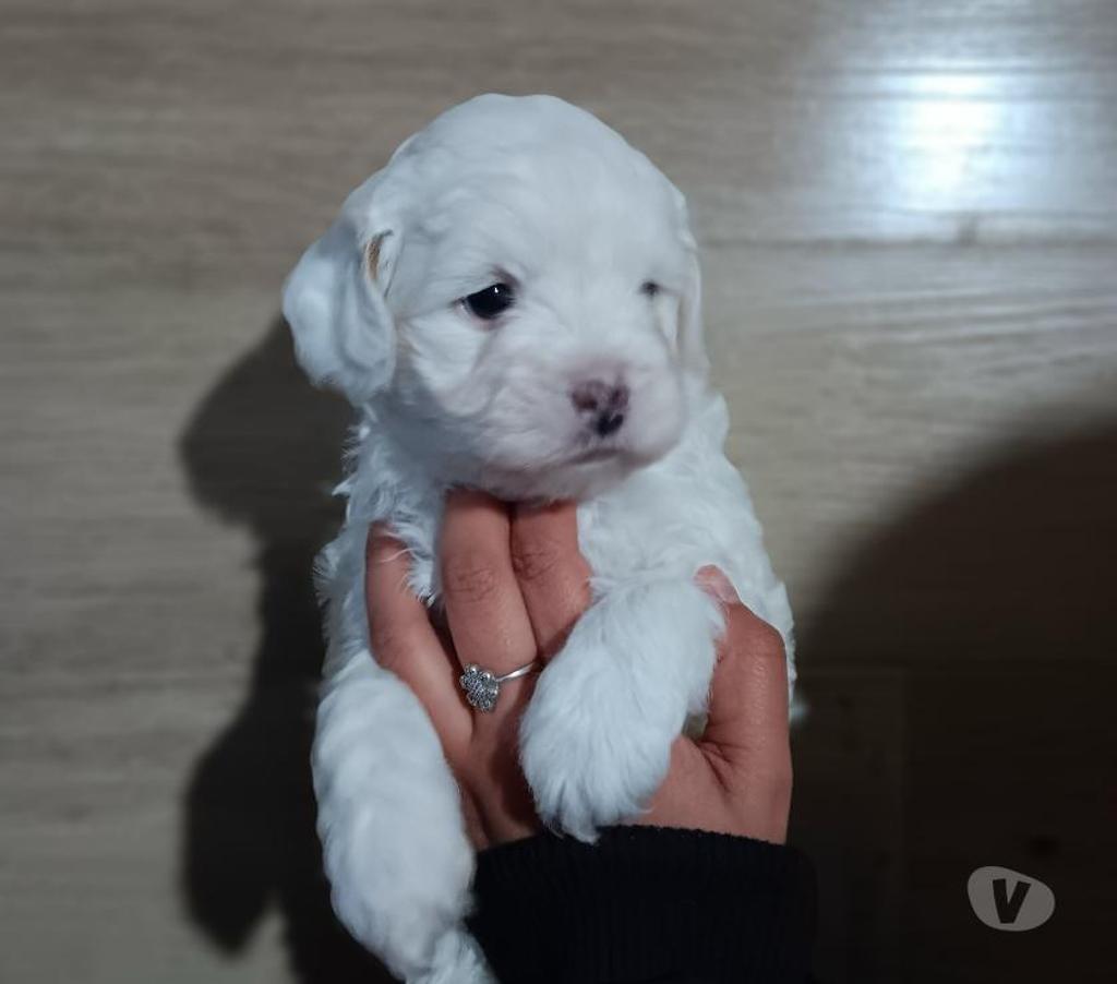 Gatos en Venta Santiago La Pintana - Fotos de Hermoso poodles
