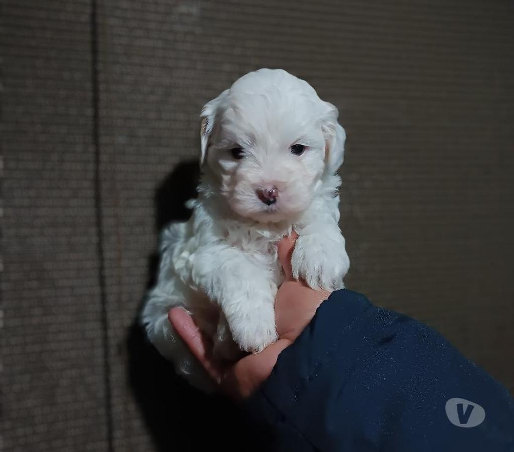 Gatos en Venta Santiago La Pintana - Fotos de Hermoso poodles
