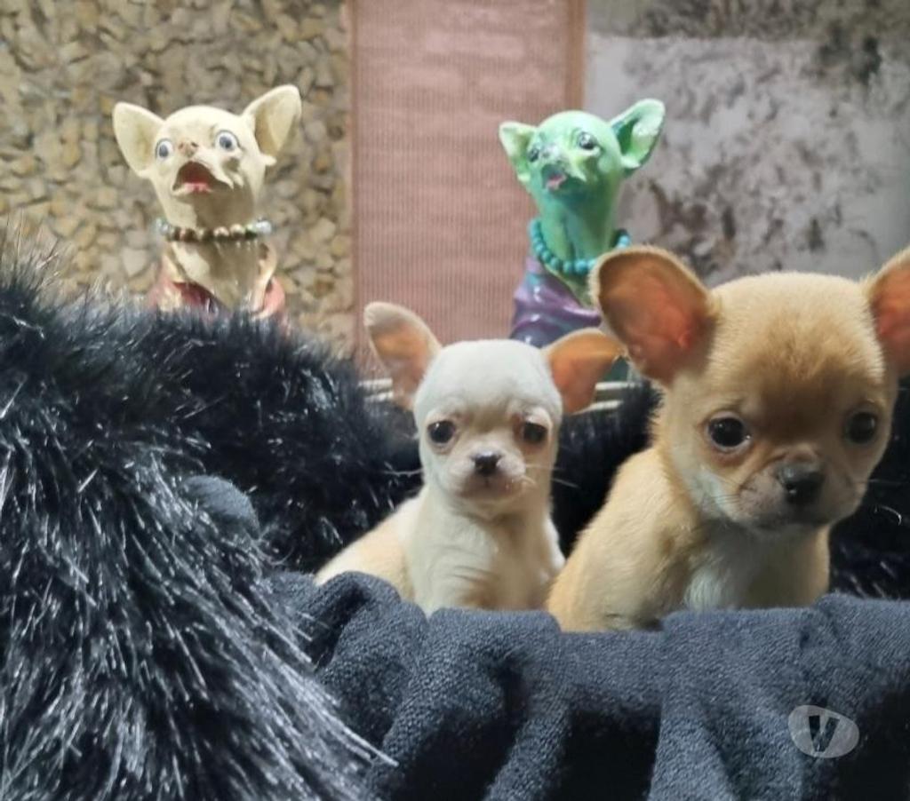 Gatos en Venta Santiago Recoleta - Fotos de Bellos machitos