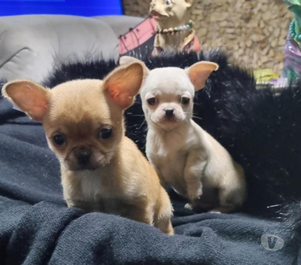 Gatos en Venta Santiago Recoleta - Fotos de Bellos machitos