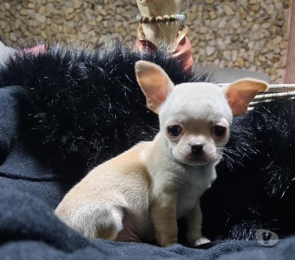 Gatos en Venta Santiago Recoleta - Fotos de Bellos machitos