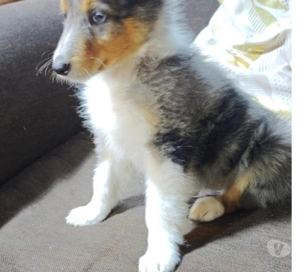 Gatos en Venta Llanquihue Puerto Montt - Fotos de Hermosos cachorros rough collie