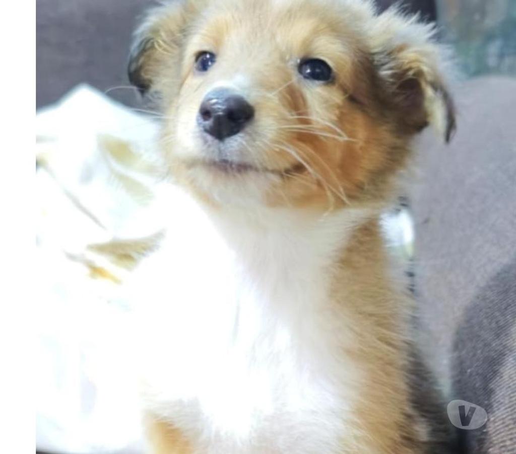 Gatos en Venta Llanquihue Puerto Montt - Fotos de Hermosos cachorros rough collie