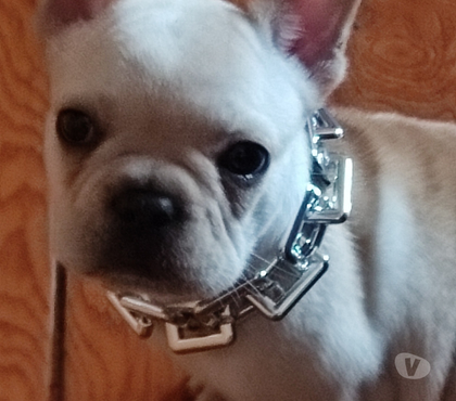 Gatos en Venta Recoleta Santiago - Fotos de Machito bulldog francés