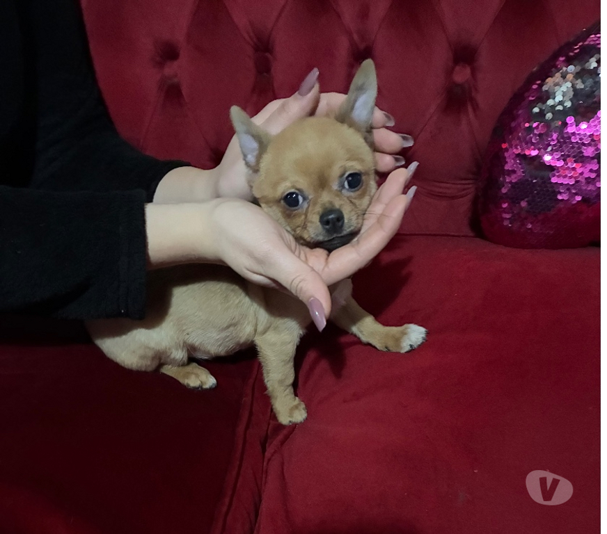 Gatos en Venta Santiago Maipú - Fotos de Chihuahua miniatura hijo de padres inscritos